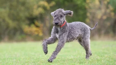 How To Train A Bedlington Terrier Puppy? (10 Tried And Tested Tricks)