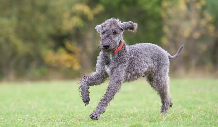 How To Train A Bedlington Terrier Puppy? (10 Tried And Tested Tricks)