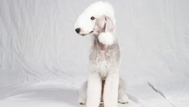 Are Bedlington Terriers Apartment Friendly? All Questions Related To Bedlington Terrier’s Adaptability Answered!