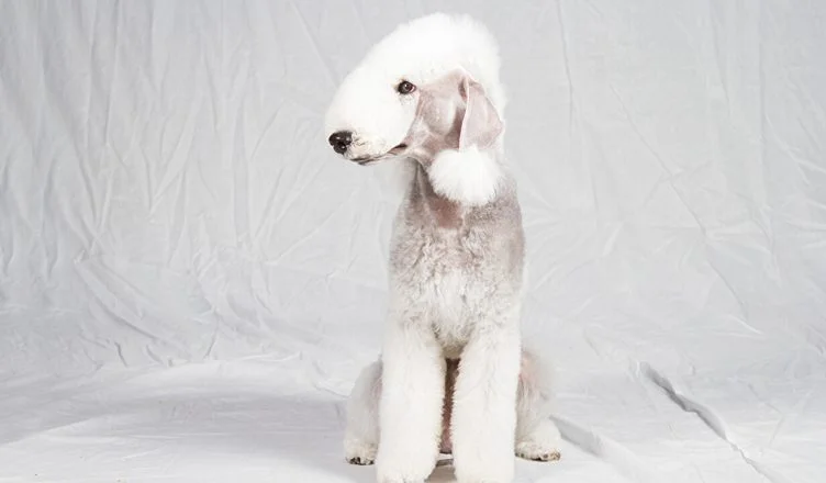 Are Bedlington Terriers Apartment Friendly? All Questions Related To Bedlington Terrier’s Adaptability Answered!