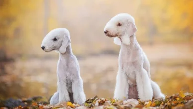 Bedlington Terrier Dog Breed Information