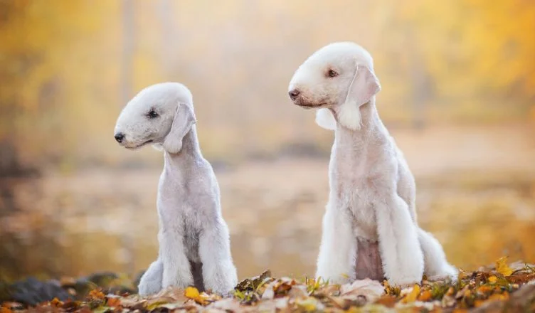 Bedlington Terrier Dog Breed Information