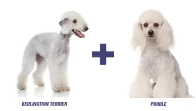 Bedlington Terrier Poodle Mix – Bedoodle