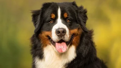 Bernese Mountain Dog Price