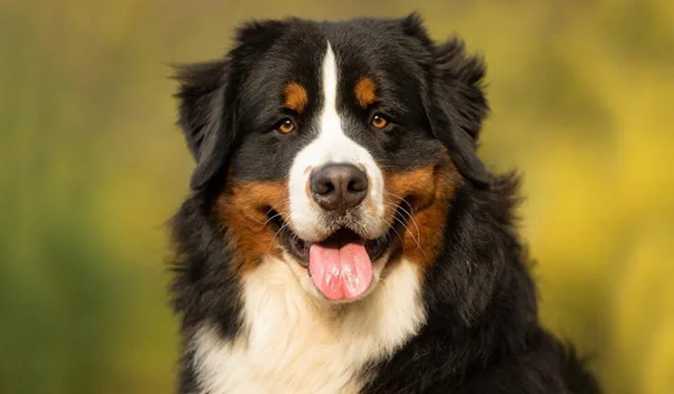 Bernese Mountain Dog Price