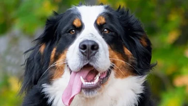 Bernese Mountain Dog: A Complete Breed Guide and Information