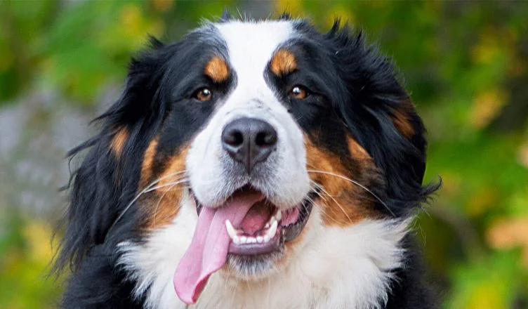 Bernese Mountain Dog: A Complete Breed Guide and Information