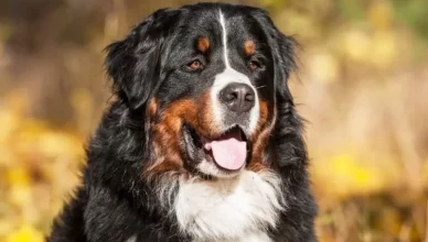 Do Bernese Mountain Dogs Shed