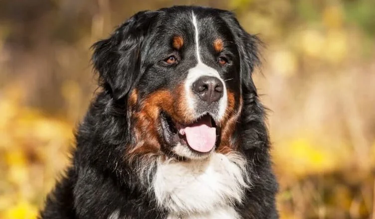 Do Bernese Mountain Dogs Shed