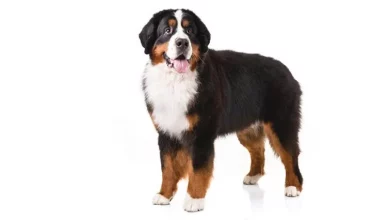 What Does a Bernese Mountain Dog Look Like