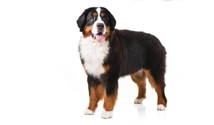 What Does a Bernese Mountain Dog Look Like
