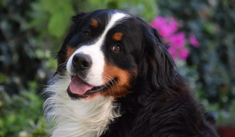 The Bernese Mountain Dog Temperament