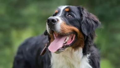 Bernese Mountain Dog Grooming: A Complete Guide