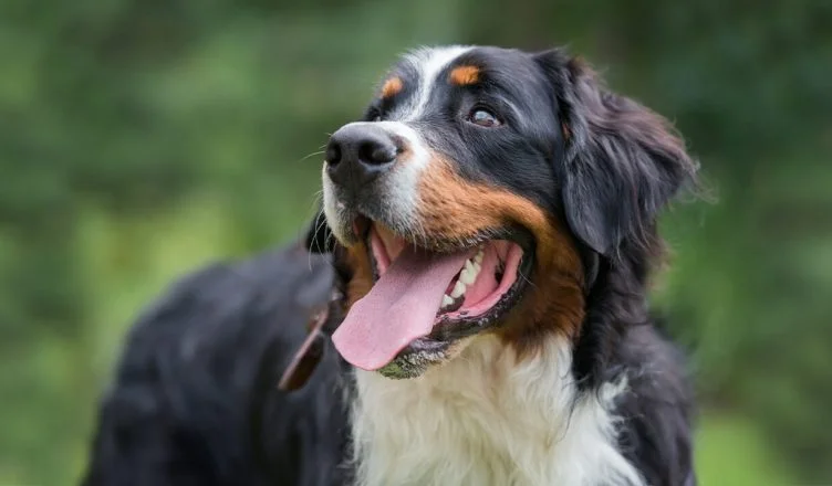 Bernese Mountain Dog Grooming: A Complete Guide