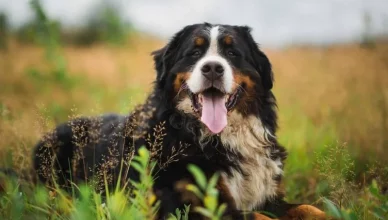 6 Common Bernese Mountain Dog Health Issues and Their Treatment