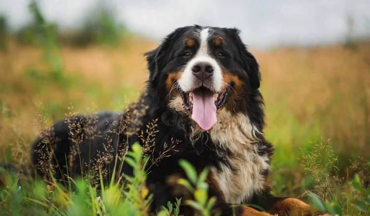 6 Common Bernese Mountain Dog Health Issues and Their Treatment