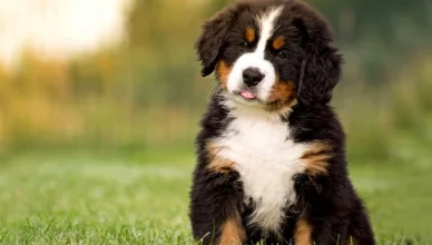 Can Bernese Mountain Dogs Live in Hot Climates