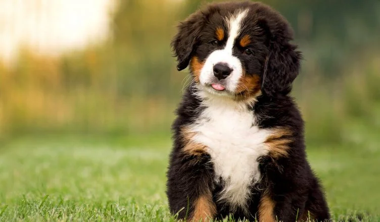 Can Bernese Mountain Dogs Live in Hot Climates