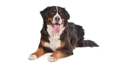 How To Train a Bernese Mountain Dog