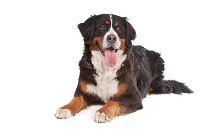 How To Train a Bernese Mountain Dog