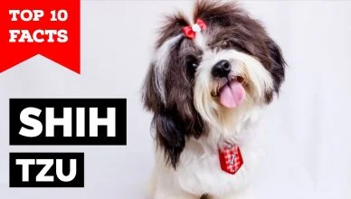 Top 10 Shih Tzu Facts That Make Them Special!