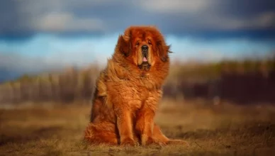 Tibetan Mastiff Dog Breed Information: A Complete Guide