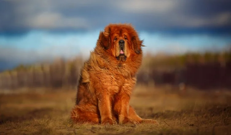 Tibetan Mastiff Dog Breed Information: A Complete Guide