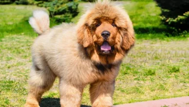 Tibetan Mastiff Health Issues: 5 Common Health Problems That Tibetan Mastiffs Are Prone To