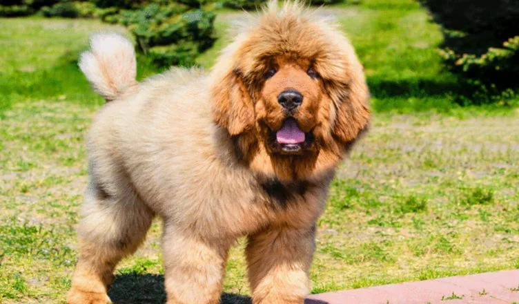 Tibetan Mastiff Health Issues: 5 Common Health Problems That Tibetan Mastiffs Are Prone To