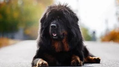 How To Groom A Tibetan Mastiff? 10 Simple But Effective Ways To Groom A Tibetan Mastiff