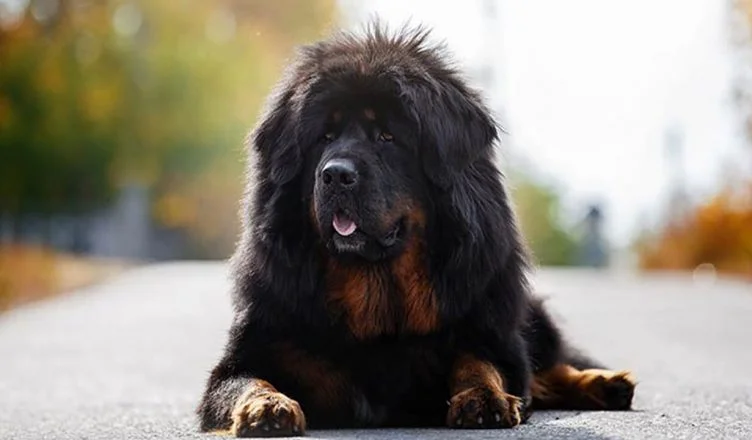 How To Groom A Tibetan Mastiff? 10 Simple But Effective Ways To Groom A Tibetan Mastiff