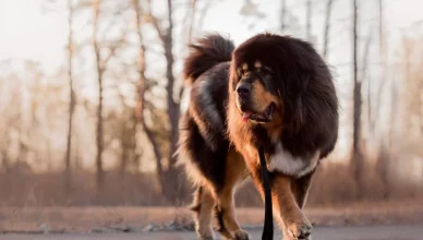 Tibetan Mastiff Appearance: How Big Can A Tibetan Mastiff Get?