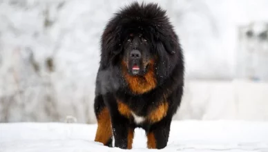 Where To Buy a Tibetan Mastiff? Or Should You Adopt One? Here's What You Need To Know