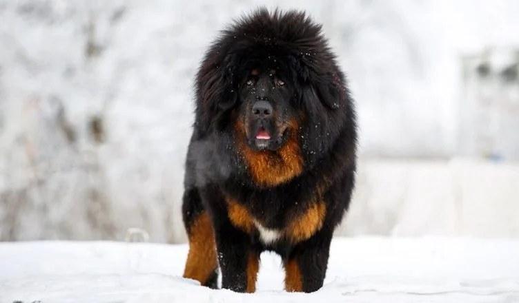 Where To Buy a Tibetan Mastiff? Or Should You Adopt One? Here's What You Need To Know