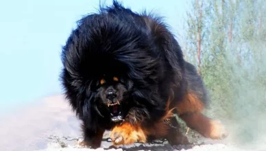 Are Tibetan Mastiffs Aggressive? 5 Ways to Control Your Tibetan Mastiff’s Aggression