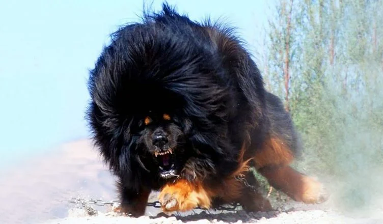 Are Tibetan Mastiffs Aggressive? 5 Ways to Control Your Tibetan Mastiff’s Aggression