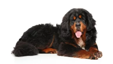 Are Tibetan Mastiffs Good Family Dogs? Yes! Here Are 10 Reasons Why!
