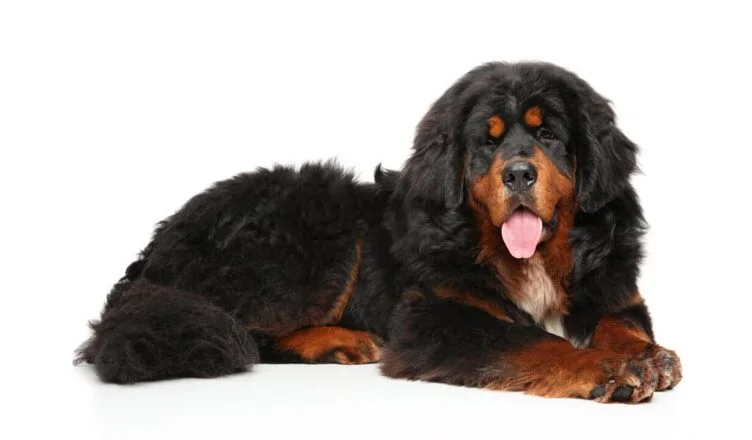 Are Tibetan Mastiffs Good Family Dogs? Yes! Here Are 10 Reasons Why!