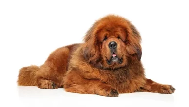 Do Tibetan Mastiffs Shed? 6 Easy Ways To Reduce A Tibetan Mastiff's Shedding