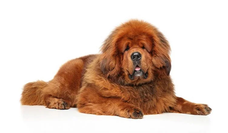 Do Tibetan Mastiffs Shed? 6 Easy Ways To Reduce A Tibetan Mastiff's Shedding