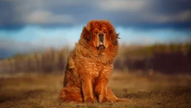 Tibetan Mastiff Cost: Here's A Breakdown Of Total Cost of Owning A Tibetan Mastiff Puppy