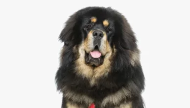 Are Tibetan Mastiffs Apartment Friendly? All Questions Related Tibetan Mastiff's Adaptability Answered!