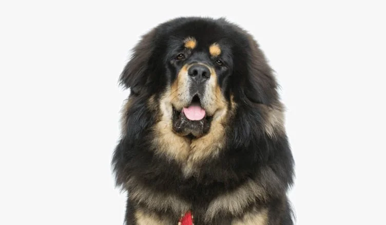 Are Tibetan Mastiffs Apartment Friendly? All Questions Related Tibetan Mastiff's Adaptability Answered!