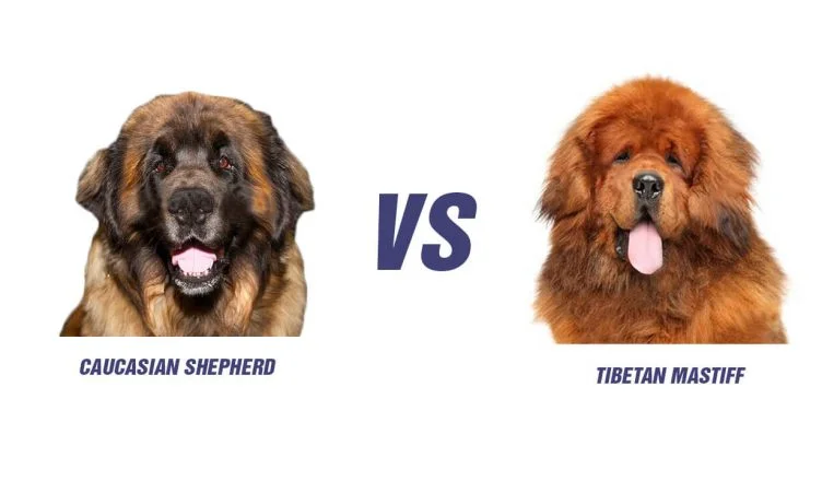 Tibetan Mastiff Vs Caucasian Shepherd: Top 10 Differences