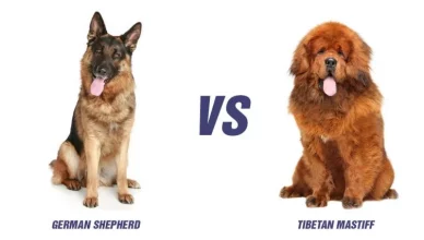 Tibetan Mastiff Vs German Shepherd: Top 10 Differences
