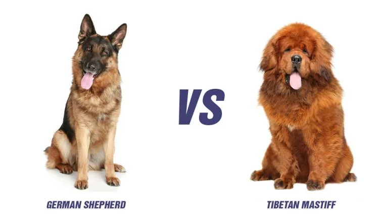 Tibetan Mastiff Vs German Shepherd: Top 10 Differences
