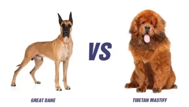 Tibetan Mastiff Vs Great Dane: Top 10 Differences