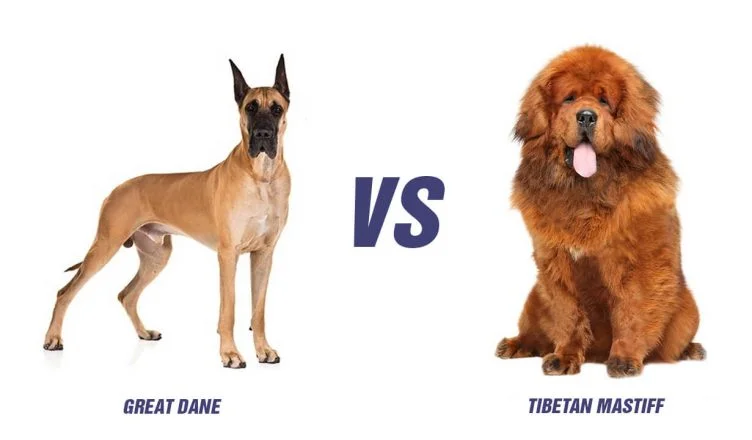 Tibetan Mastiff Vs Great Dane: Top 10 Differences