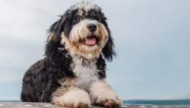 Bernese Mountain Dog Poodle Mix I Bernedoodle