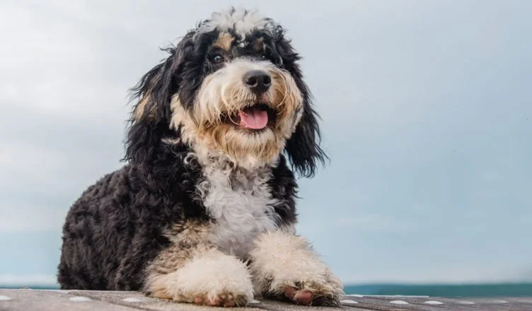 Bernese Mountain Dog Poodle Mix I Bernedoodle